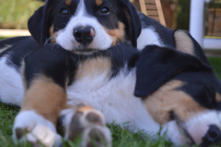 Ernährungsberatung Hund in Lüneburg, Winsen und Hamburg: artgerechte Fütterung mit Reico und Alpenwuff.