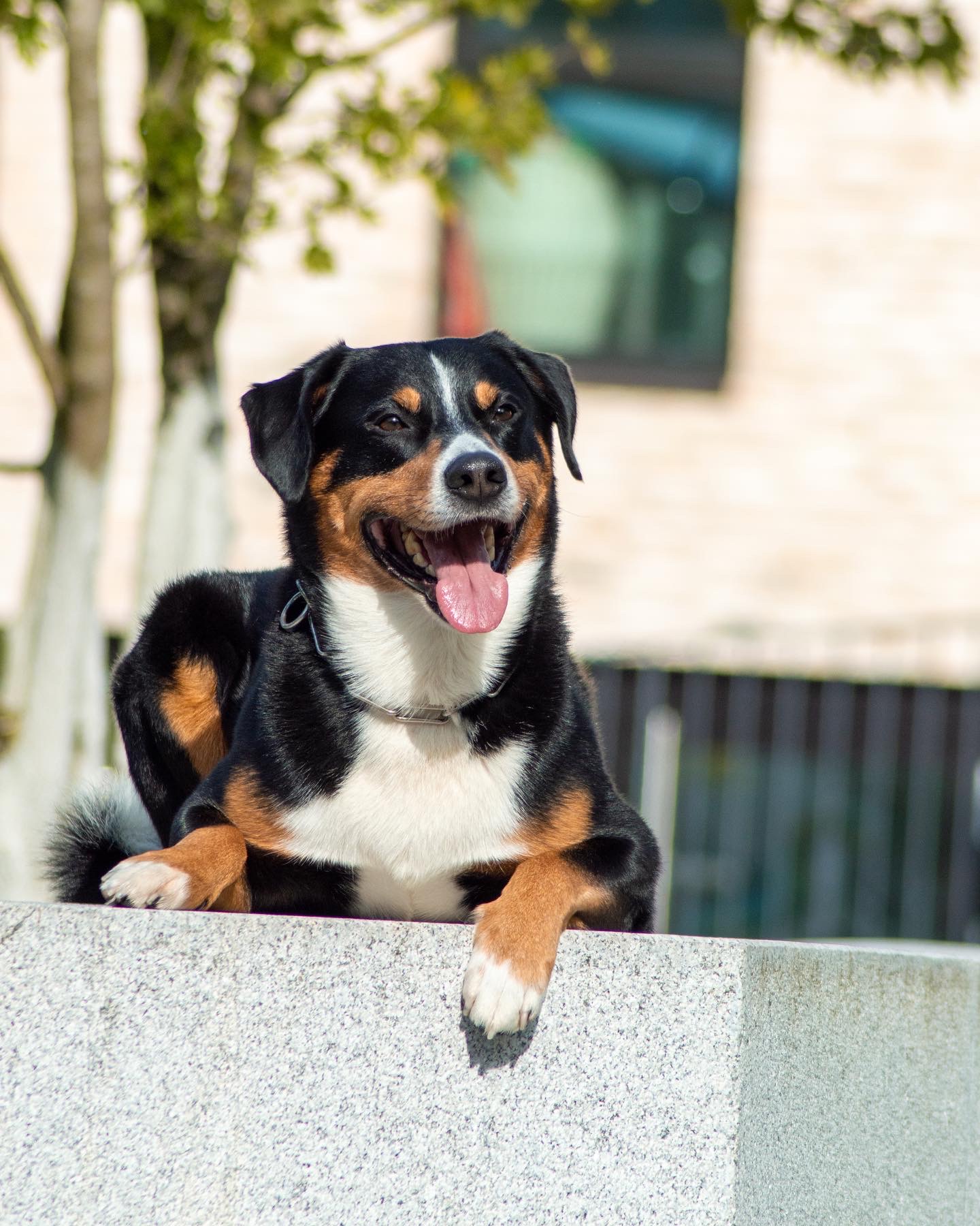Appenzellersennenhund, Appenzeller vom Lünerholz